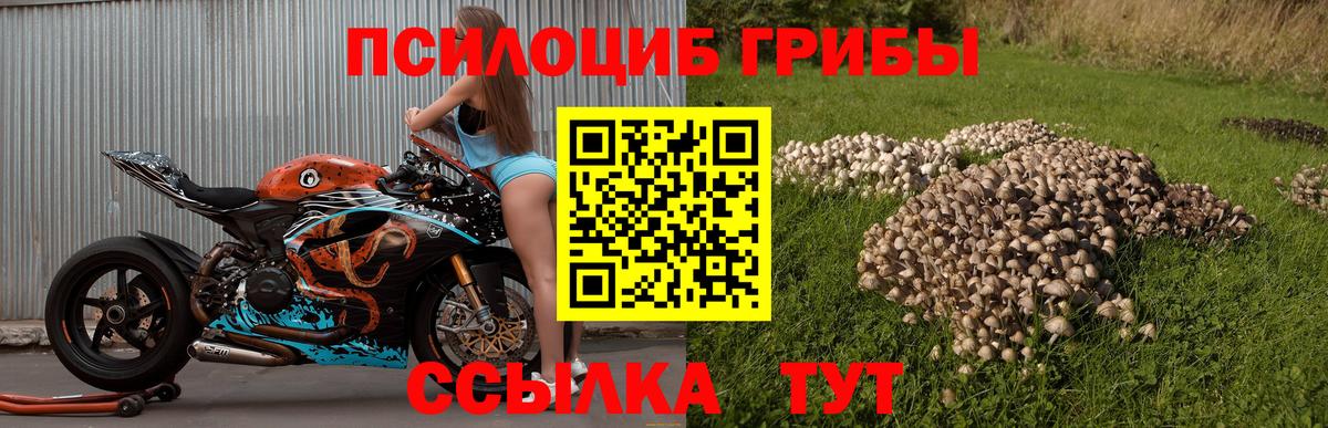 Псилоцибиновые грибы Psilocybine cubensis Россия